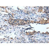 DEFB104A Antibody from Signalway Antibody (43654) - Antibodies.com