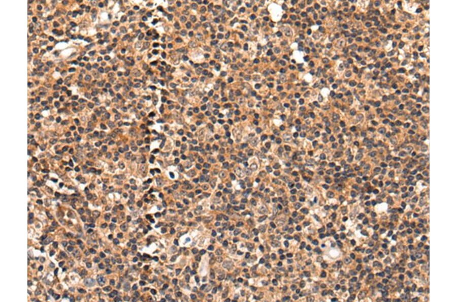 C16orf45 Antibody from Signalway Antibody (43870) - Antibodies.com