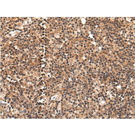 C16orf45 Antibody from Signalway Antibody (43870) - Antibodies.com