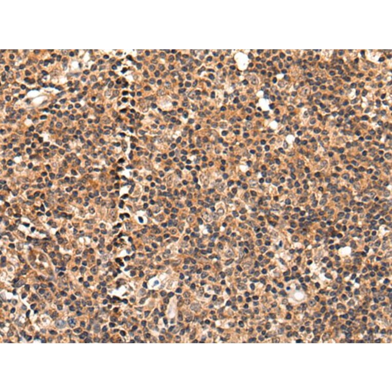 C16orf45 Antibody from Signalway Antibody (43870) - Antibodies.com