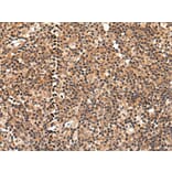 C16orf45 Antibody from Signalway Antibody (43870) - Antibodies.com