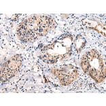 C16orf45 Antibody from Signalway Antibody (43870) - Antibodies.com