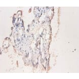 Immunohistochemistry - CD59 glycoprotein Polyclonal Antibody from Signalway Antibody (42110) - Antibodies.com