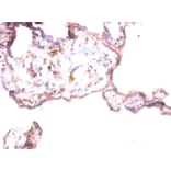 Immunohistochemistry - Prothymosin alpha Polyclonal Antibody from Signalway Antibody (42262) - Antibodies.com