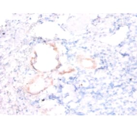 Immunohistochemistry - Alpha-endosulfine Polyclonal Antibody from Signalway Antibody (42284) - Antibodies.com