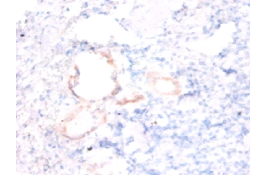 Immunohistochemistry - Alpha-endosulfine Polyclonal Antibody from Signalway Antibody (42284) - Antibodies.com