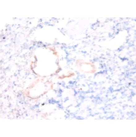 Immunohistochemistry - Alpha-endosulfine Polyclonal Antibody from Signalway Antibody (42284) - Antibodies.com