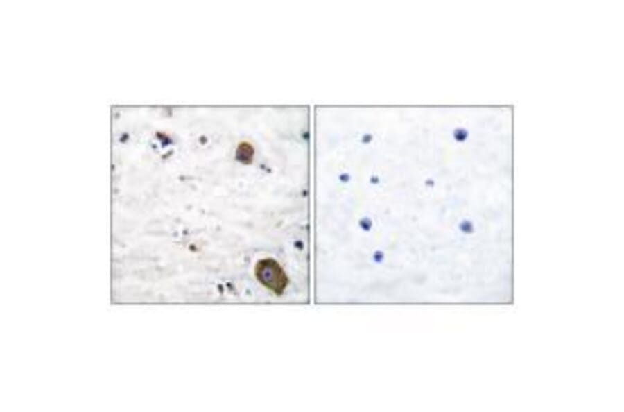 Immunohistochemistry - GFR α-1 Antibody from Signalway Antibody (33380) - Antibodies.com