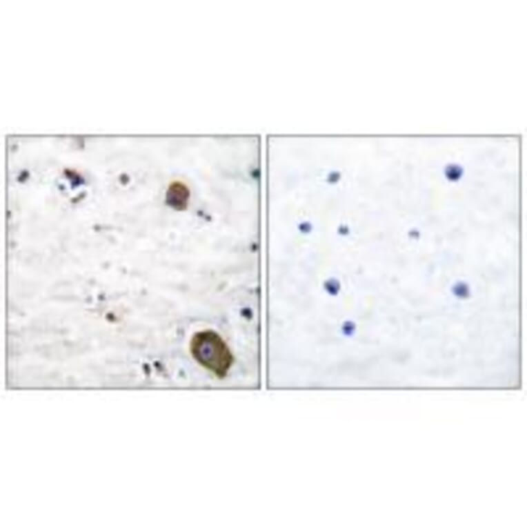 Immunohistochemistry - GFR α-1 Antibody from Signalway Antibody (33380) - Antibodies.com