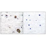 Immunohistochemistry - GFR α-1 Antibody from Signalway Antibody (33380) - Antibodies.com