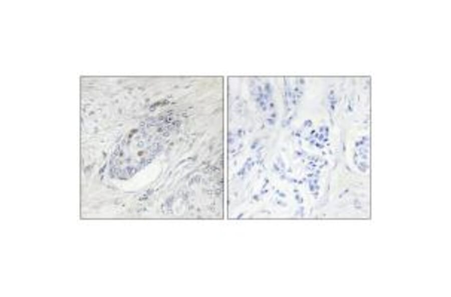 Immunohistochemistry - ZNF232 Antibody from Signalway Antibody (34120) - Antibodies.com