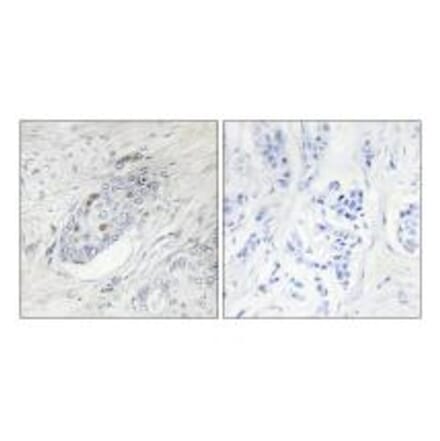 Immunohistochemistry - ZNF232 Antibody from Signalway Antibody (34120) - Antibodies.com