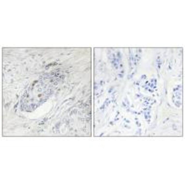 Immunohistochemistry - ZNF232 Antibody from Signalway Antibody (34120) - Antibodies.com