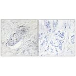 Immunohistochemistry - ZNF232 Antibody from Signalway Antibody (34120) - Antibodies.com