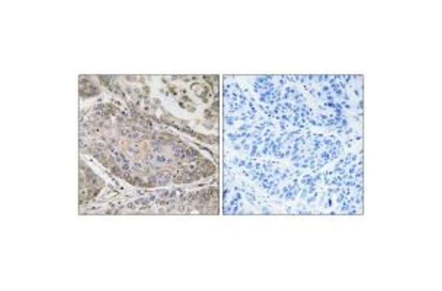 Immunohistochemistry - PLA2G4E Antibody from Signalway Antibody (34639) - Antibodies.com