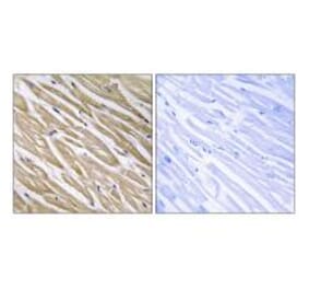 Immunohistochemistry - C5orf13 Antibody from Signalway Antibody (34859) - Antibodies.com