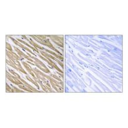 Immunohistochemistry - C5orf13 Antibody from Signalway Antibody (34859) - Antibodies.com
