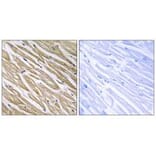 Immunohistochemistry - C5orf13 Antibody from Signalway Antibody (34859) - Antibodies.com