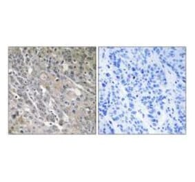 Immunohistochemistry - ARHGEF9 Antibody from Signalway Antibody (34997) - Antibodies.com