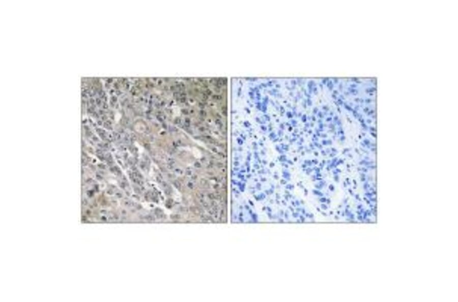 Immunohistochemistry - ARHGEF9 Antibody from Signalway Antibody (34997) - Antibodies.com