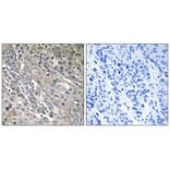 Immunohistochemistry - ARHGEF9 Antibody from Signalway Antibody (34997) - Antibodies.com