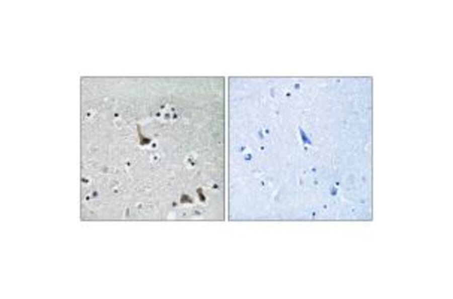 Immunohistochemistry - ATP6V1H Antibody from Signalway Antibody (35138) - Antibodies.com