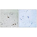 Immunohistochemistry - ATP6V1H Antibody from Signalway Antibody (35138) - Antibodies.com