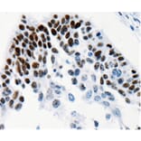 Immunohistochemistry - TGIF2LX Antibody from Signalway Antibody (35559) - Antibodies.com