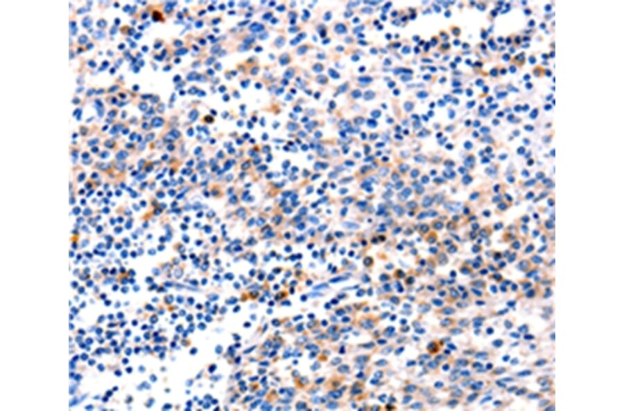 Immunohistochemistry - GADD45G Antibody from Signalway Antibody (35746) - Antibodies.com
