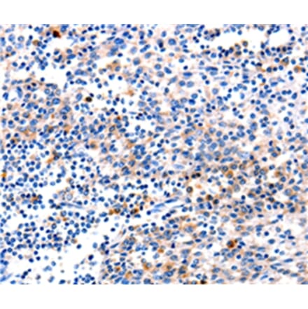 Immunohistochemistry - GADD45G Antibody from Signalway Antibody (35746) - Antibodies.com