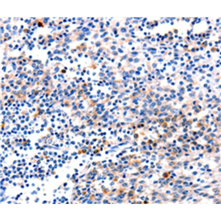 Immunohistochemistry - GADD45G Antibody from Signalway Antibody (35746) - Antibodies.com