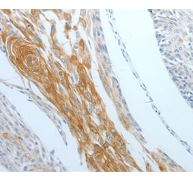 Immunohistochemistry - DNAJC10 Antibody from Signalway Antibody (35859) - Antibodies.com