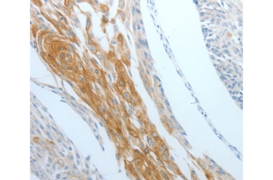 Immunohistochemistry - DNAJC10 Antibody from Signalway Antibody (35859) - Antibodies.com