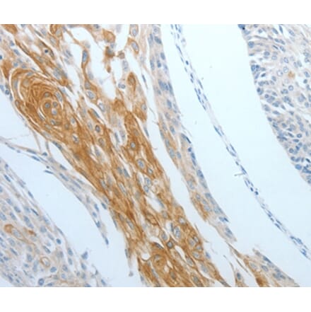 Immunohistochemistry - DNAJC10 Antibody from Signalway Antibody (35859) - Antibodies.com