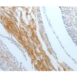 Immunohistochemistry - DNAJC10 Antibody from Signalway Antibody (35859) - Antibodies.com