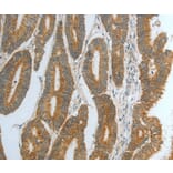 Immunohistochemistry - DNAJC10 Antibody from Signalway Antibody (35859) - Antibodies.com