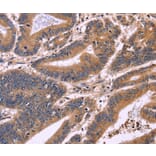 Immunohistochemistry - S100A13 Antibody from Signalway Antibody (35909) - Antibodies.com