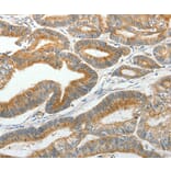 Immunohistochemistry - SLC12A4 Antibody from Signalway Antibody (35916) - Antibodies.com