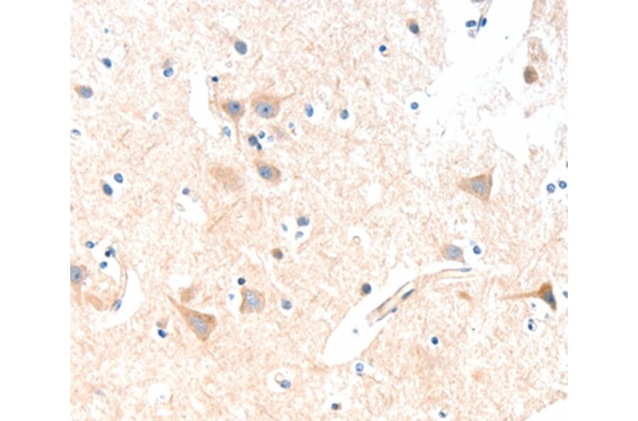 Immunohistochemistry - SLC19A2 Antibody from Signalway Antibody (35917) - Antibodies.com