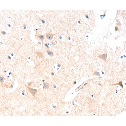 Immunohistochemistry - SLC19A2 Antibody from Signalway Antibody (35917) - Antibodies.com