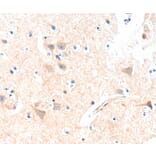 Immunohistochemistry - SLC19A2 Antibody from Signalway Antibody (35917) - Antibodies.com