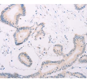 Immunohistochemistry - MAP3K12 Antibody from Signalway Antibody (35948) - Antibodies.com