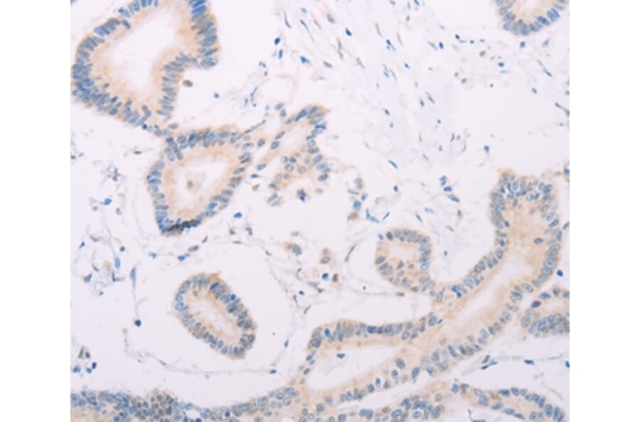 Immunohistochemistry - MAP3K12 Antibody from Signalway Antibody (35948) - Antibodies.com