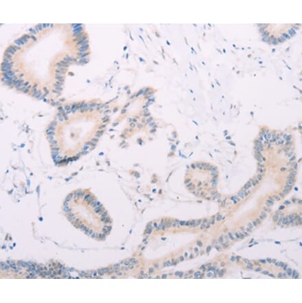 Immunohistochemistry - MAP3K12 Antibody from Signalway Antibody (35948) - Antibodies.com