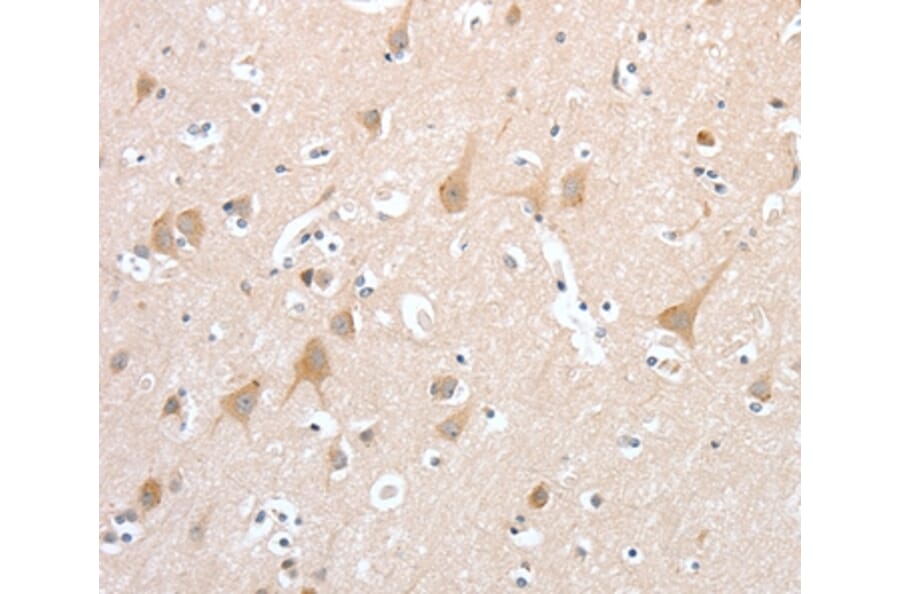 Immunohistochemistry - PCDHB16 Antibody from Signalway Antibody (35994) - Antibodies.com