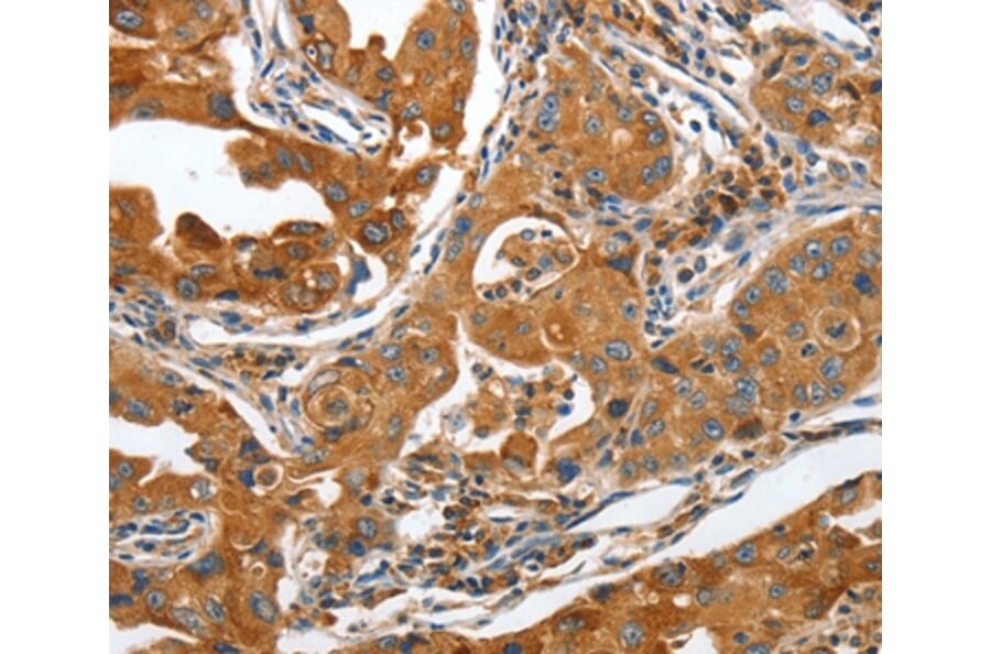 Immunohistochemistry - ANAPC10 Antibody from Signalway Antibody (36112) - Antibodies.com