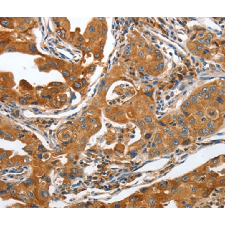 Immunohistochemistry - ANAPC10 Antibody from Signalway Antibody (36112) - Antibodies.com