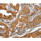 Immunohistochemistry - ANAPC10 Antibody from Signalway Antibody (36112) - Antibodies.com