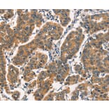 Immunohistochemistry - ARL6IP1 Antibody from Signalway Antibody (36141) - Antibodies.com