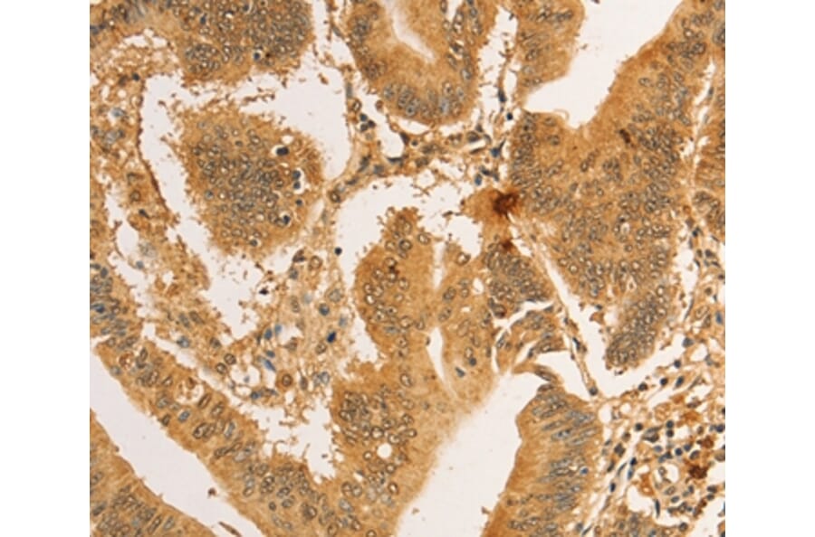 Immunohistochemistry - RPL26L1 Antibody from Signalway Antibody (36167) - Antibodies.com